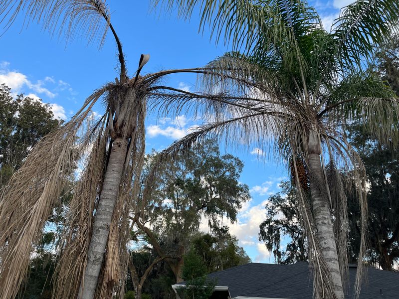 Constant Wind Exposure Dries Out Fronds Quickly