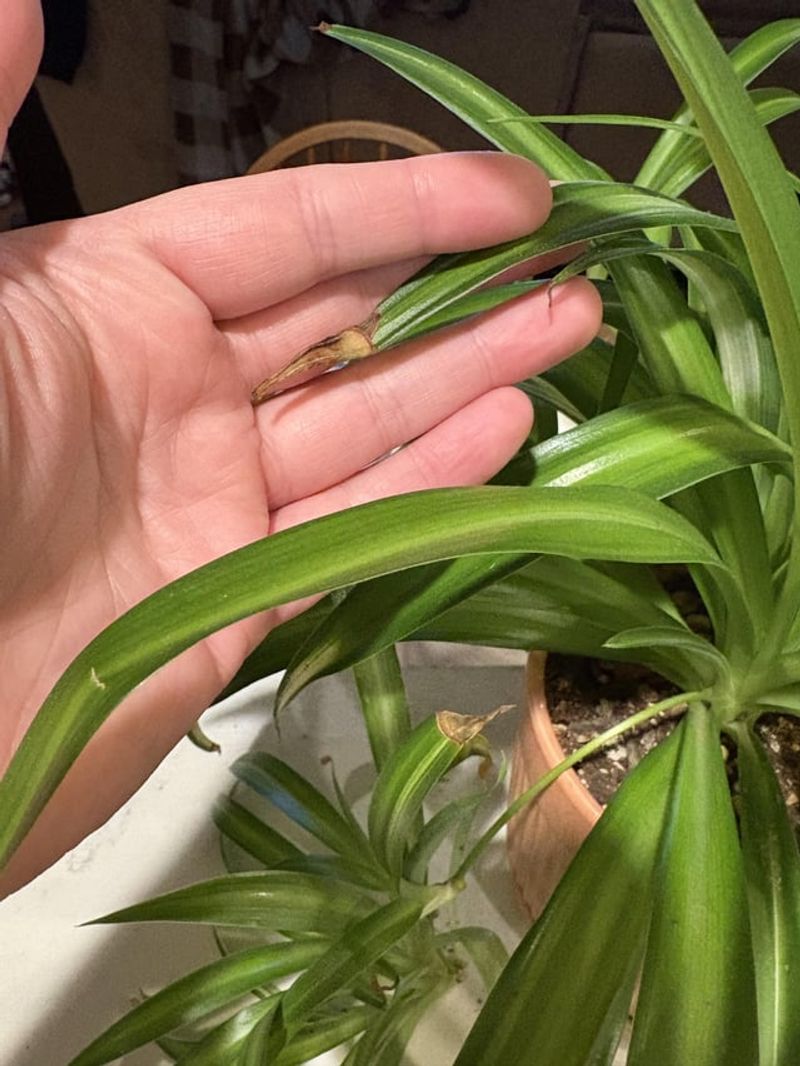 Extra Fertilizer Does More Harm Than Good