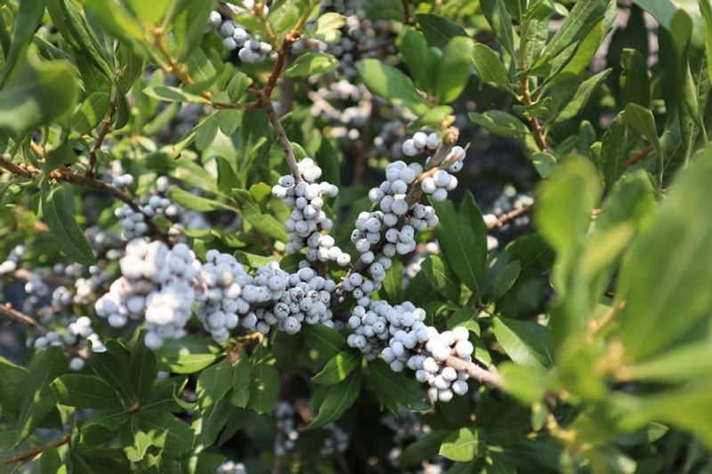 Bayberry
