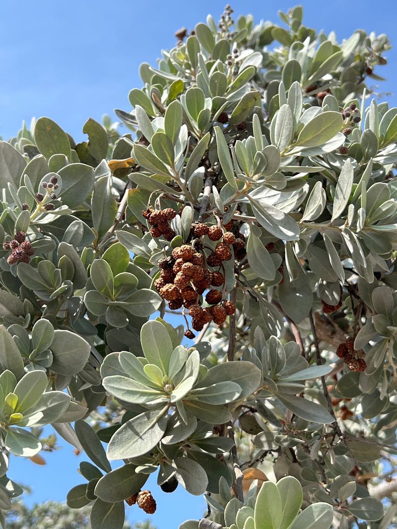 Silver Buttonwood Thrives Where Sun And Salt Team Up