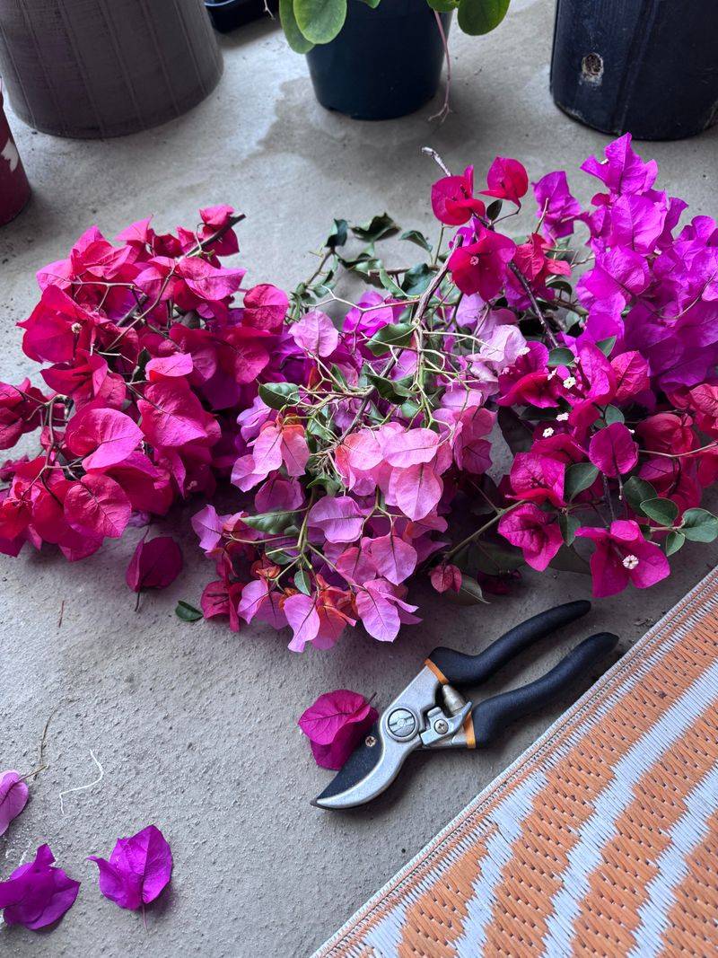 Bougainvillea