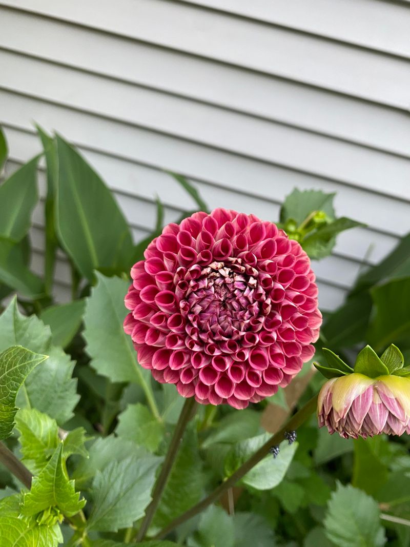 Dahlias
