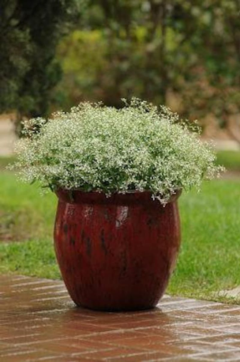 Euphorbia