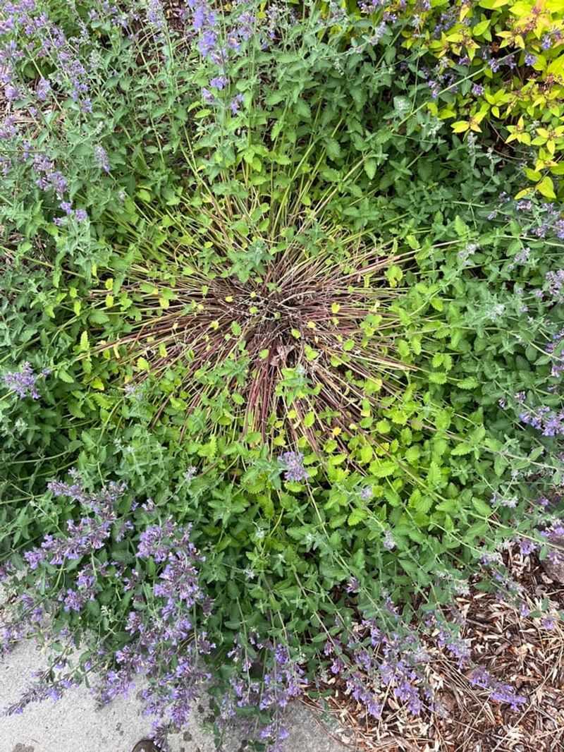 Catmint