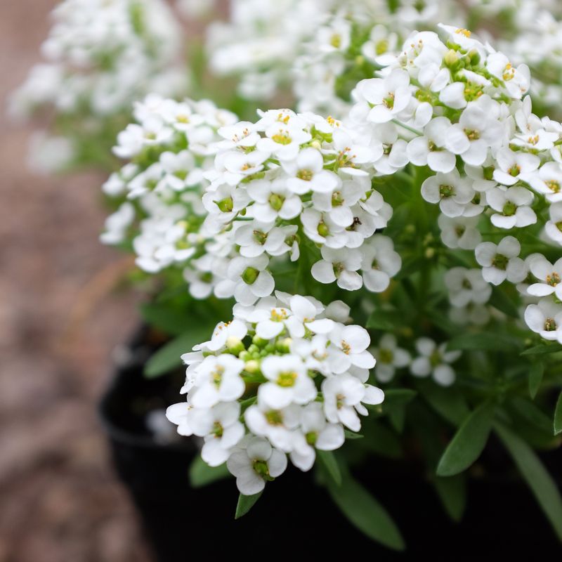 Sweet Alyssum 