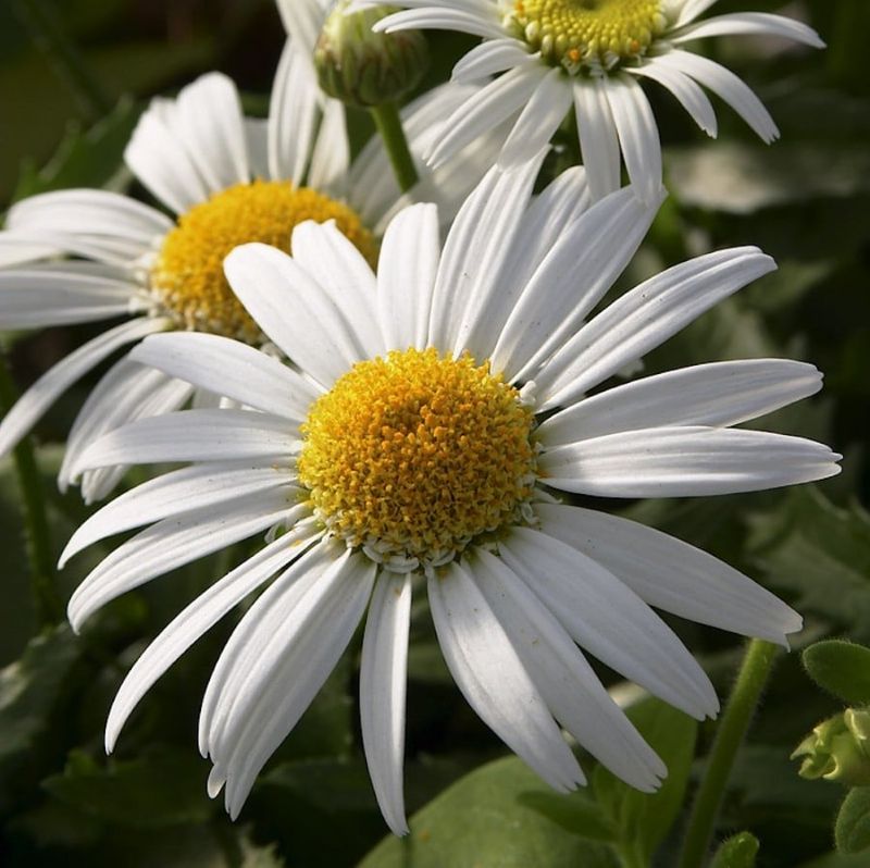 Shasta Daisy