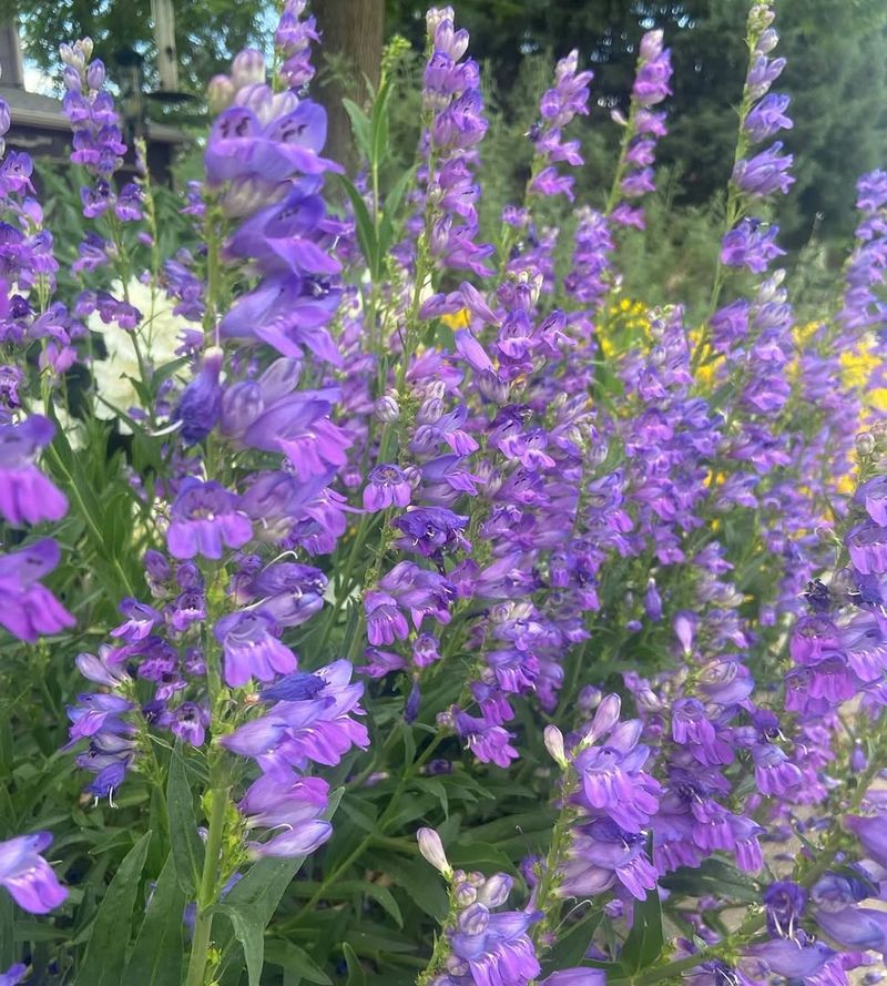 Penstemon