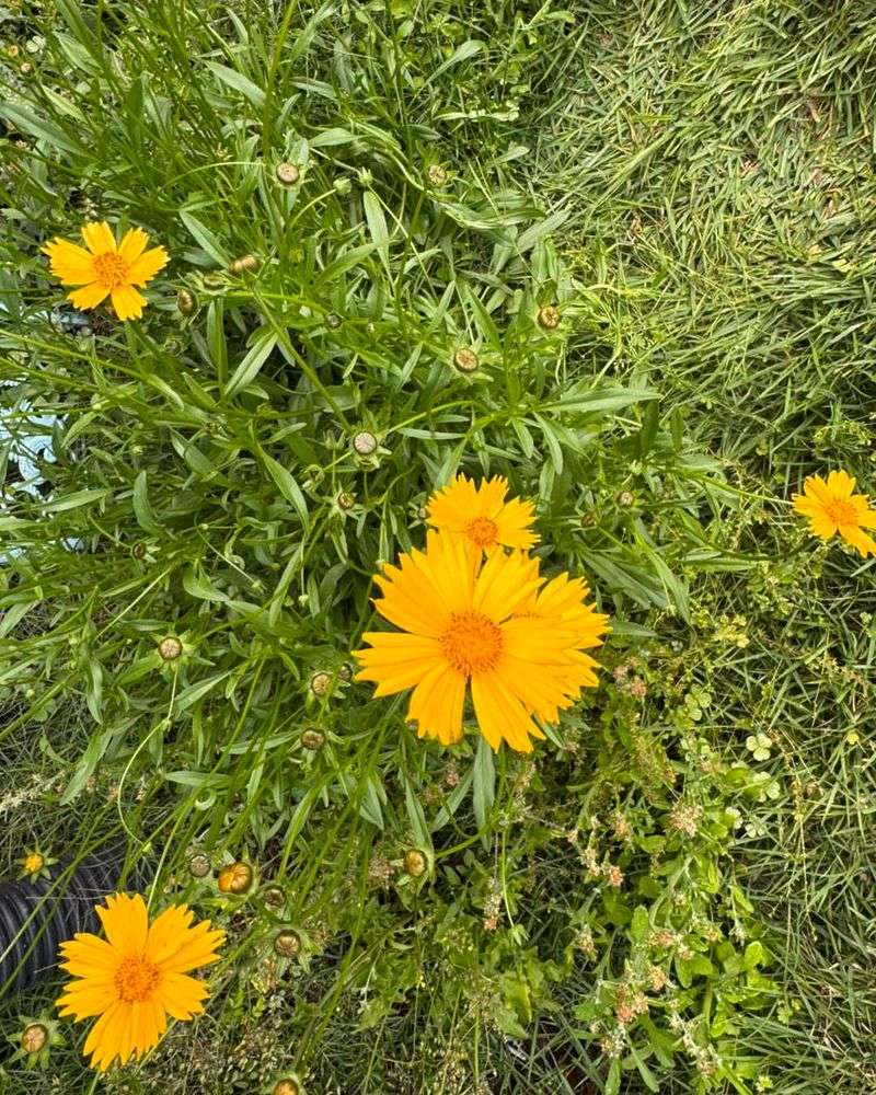 Coreopsis 
