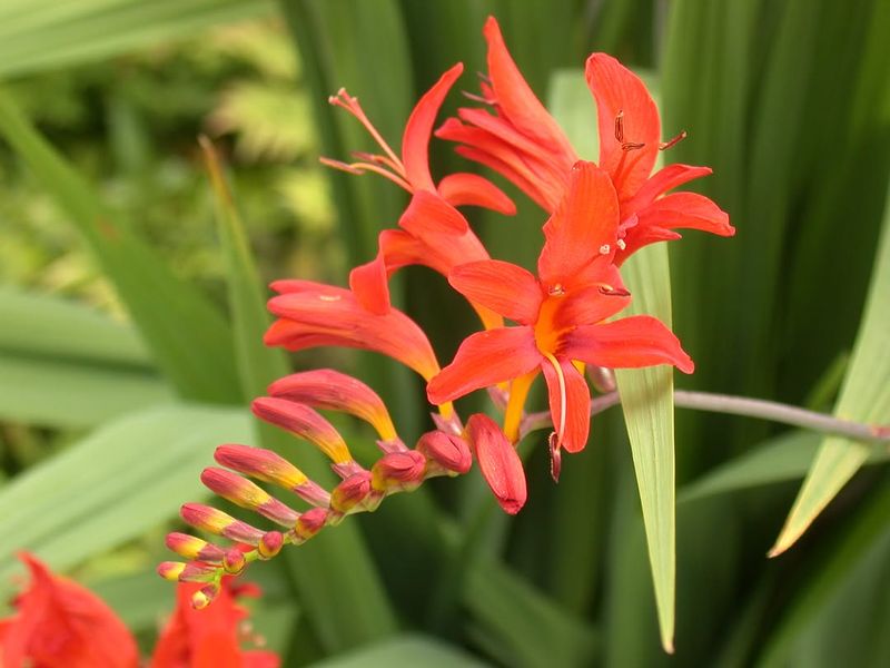 Crocosmia