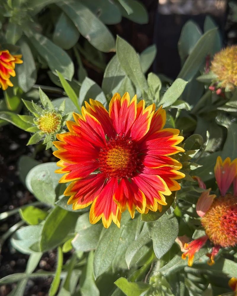 Blanket Flower Thrives In Tough Sunny Spots