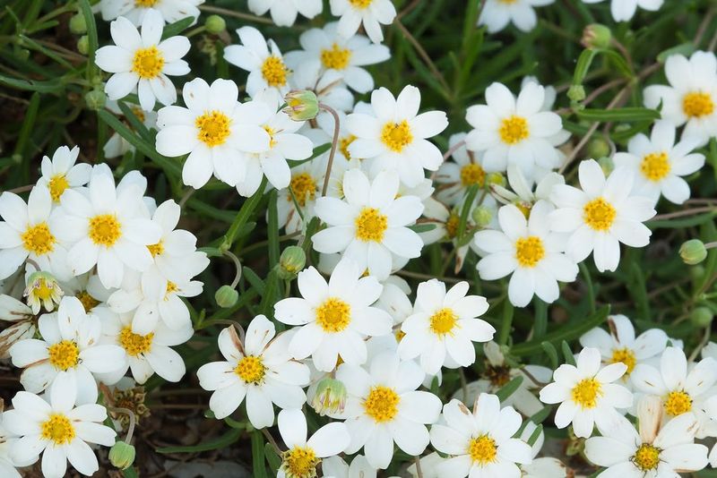Blackfoot Daisy (Melampodium Leucanthum)