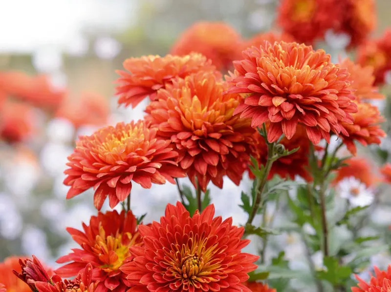 Chrysanthemums 
