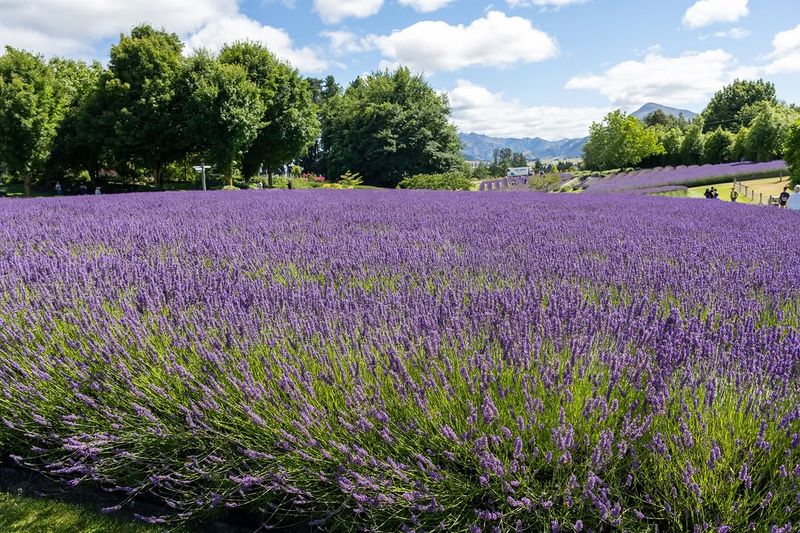 Lavender Buzzing With Life And Fragrance