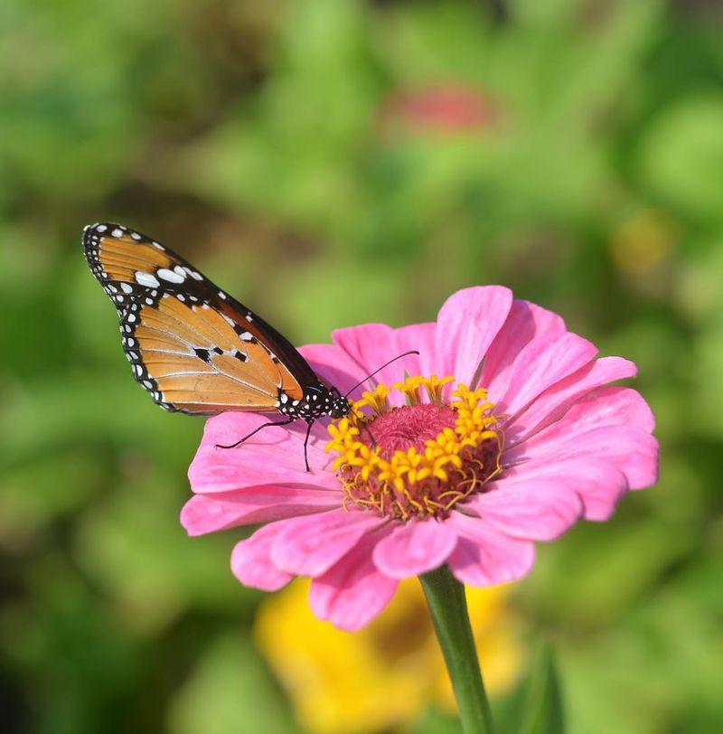 Zinnias Fill The Garden With Butterflies