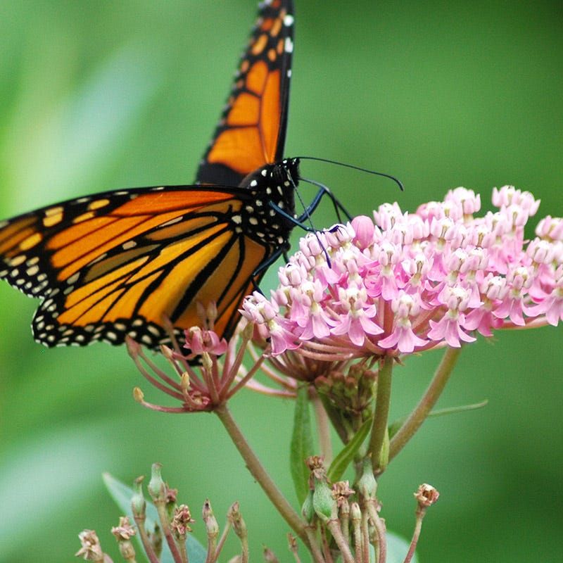 Milkweed Supports Monarchs Right Near Your Seating Area