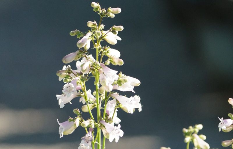 Penstemon Supports Native Bees With Tubular Blooms