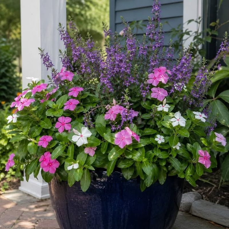 Vinca For Long-Lasting Summer Color