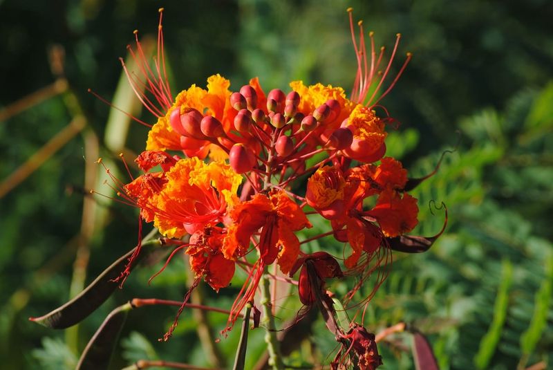 Pride Of Barbados (Caesalpinia Pulcherrima)