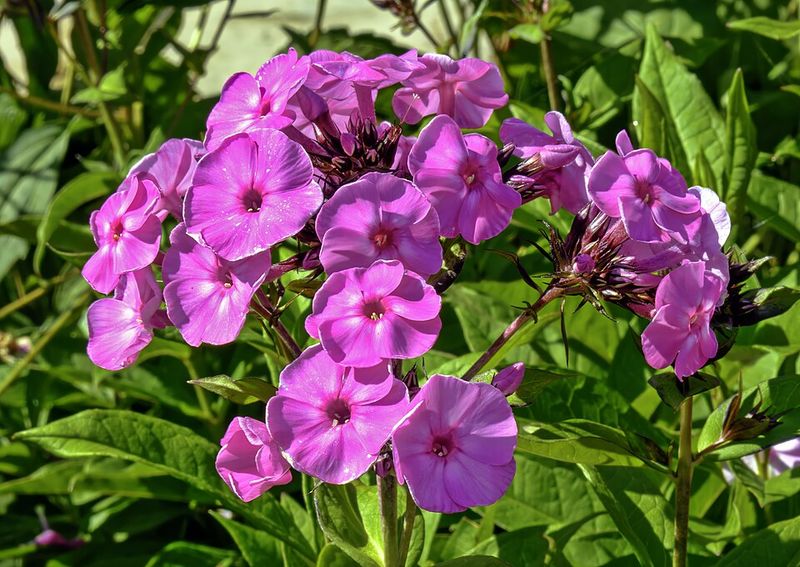 Garden Phlox Brings Height And Summer Color To Borders