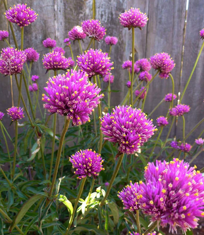 Gomphrena Thrives In Warm Weather With Bold Blooms