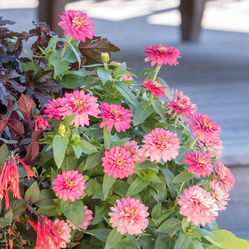 Zinnias Add Easy Color And Activity