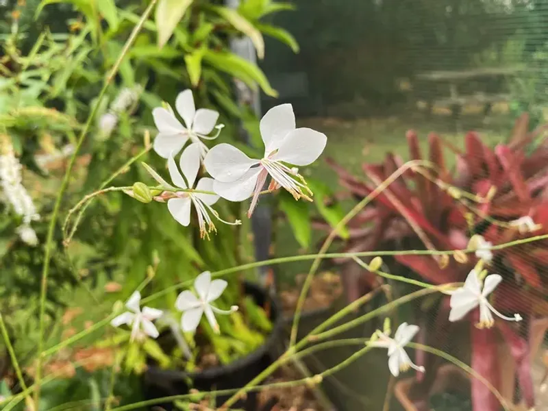 Gaura Thrives In Heat With Little Water