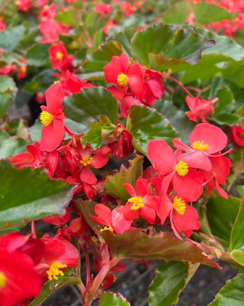 Wax Begonias Fit Nicely Into Sun Or Light Shade