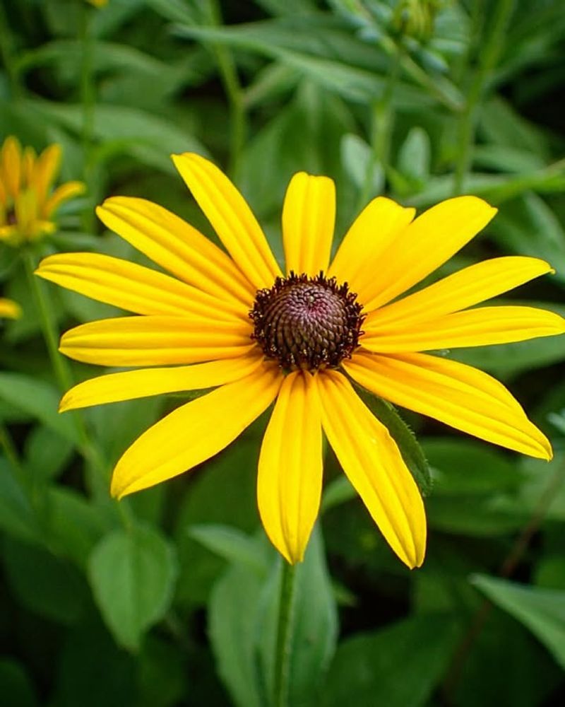 Black-Eyed Susan Adds Steady Summer Color