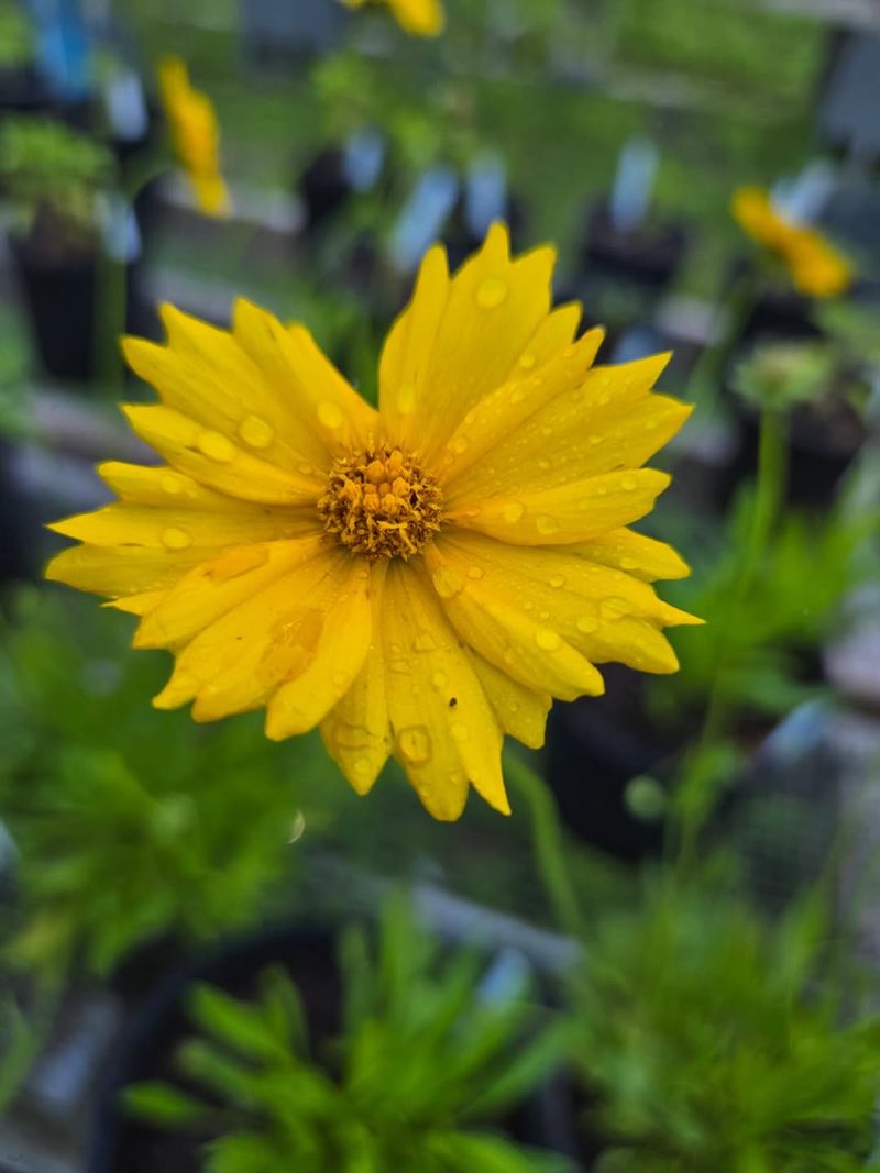 Coreopsis (Tickseed)