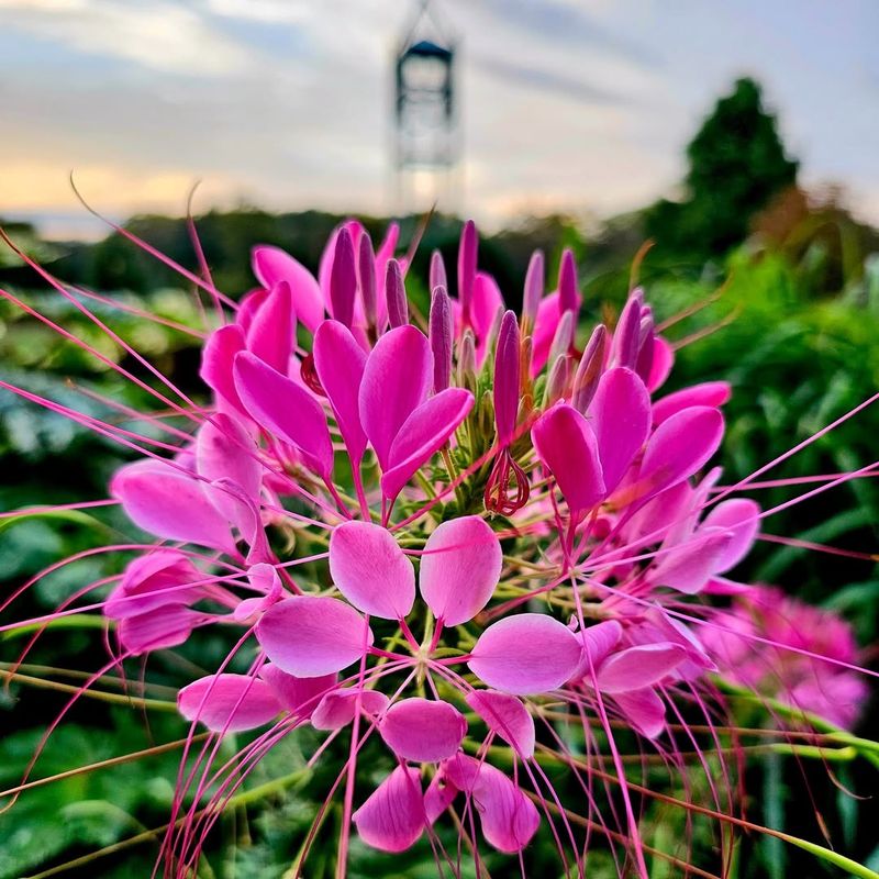 Cleome Adds Height And Pollinator Appeal
