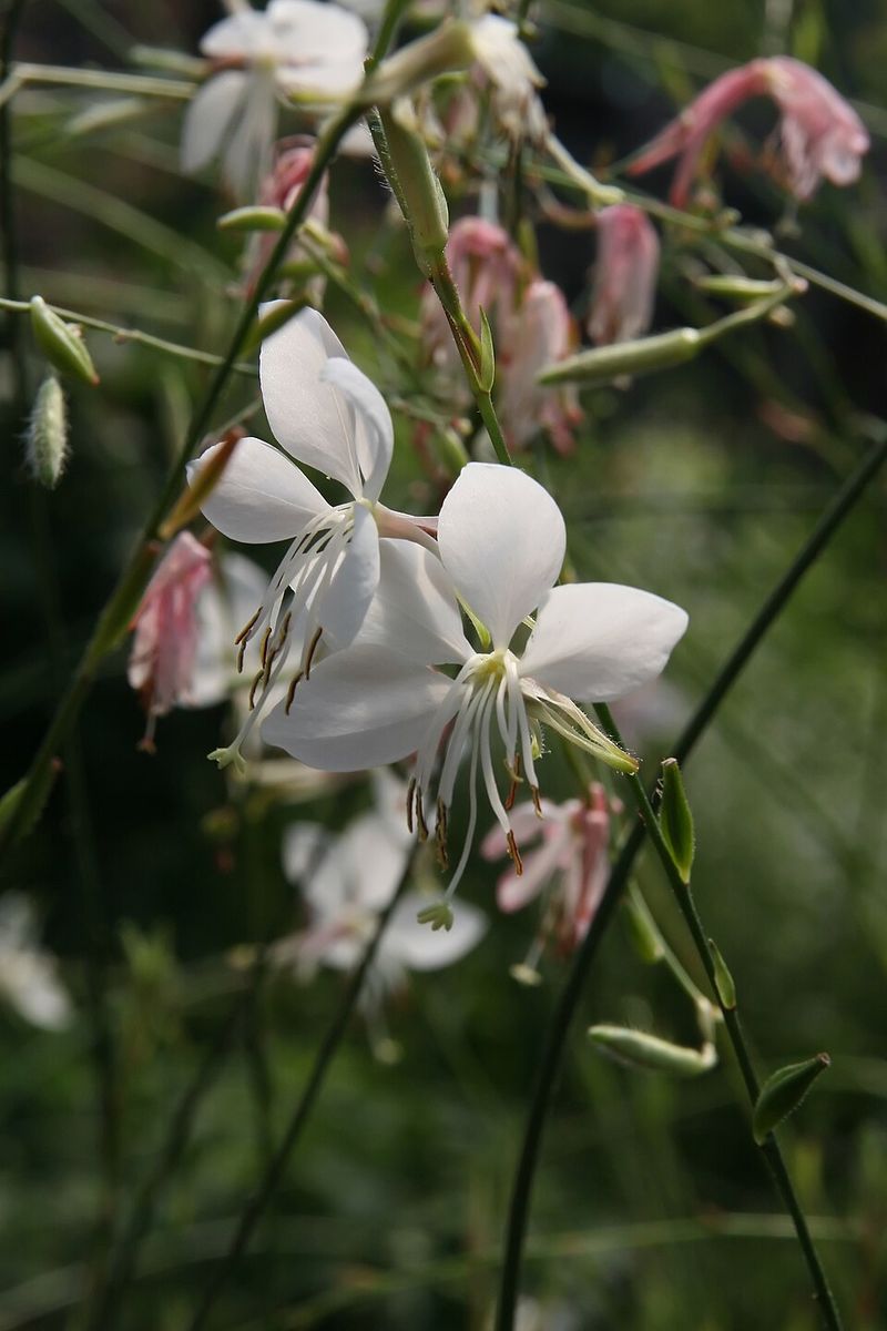 Gaura Adds Light, Airy Blooms For Months