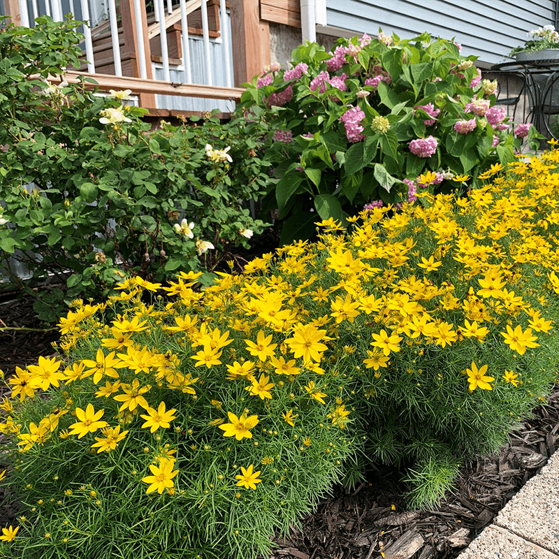 Coreopsis Forms Neat Clumps That Rarely Flop