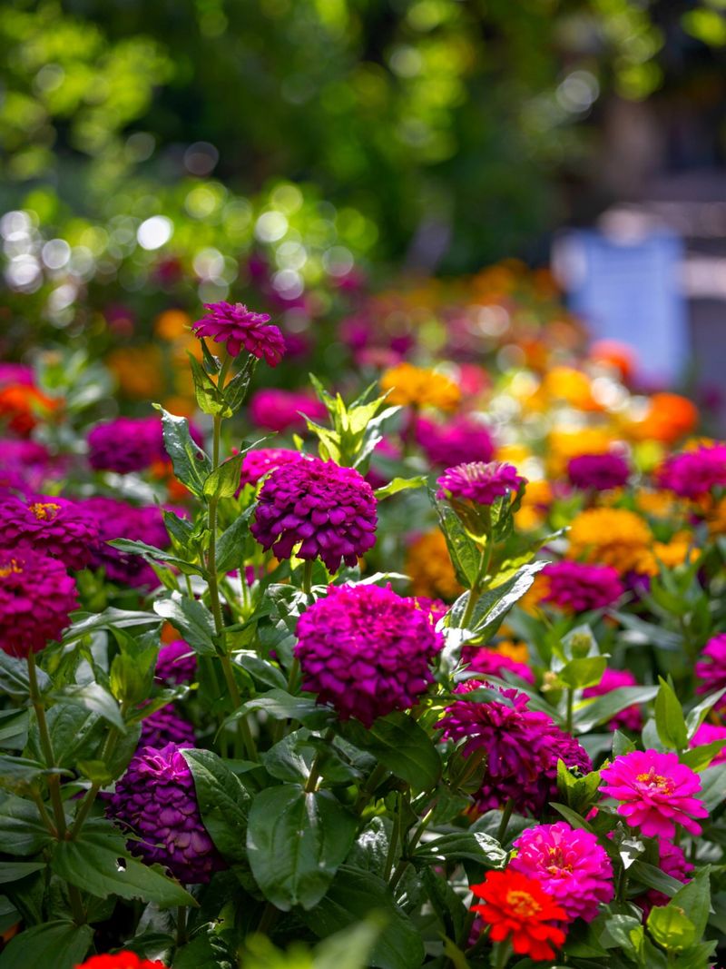 Zinnias Bring Bright Color Through Summer Heat