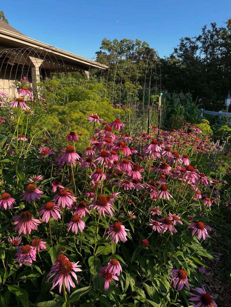 Coneflower Stays Strong Through Heat And Short Dry Spells