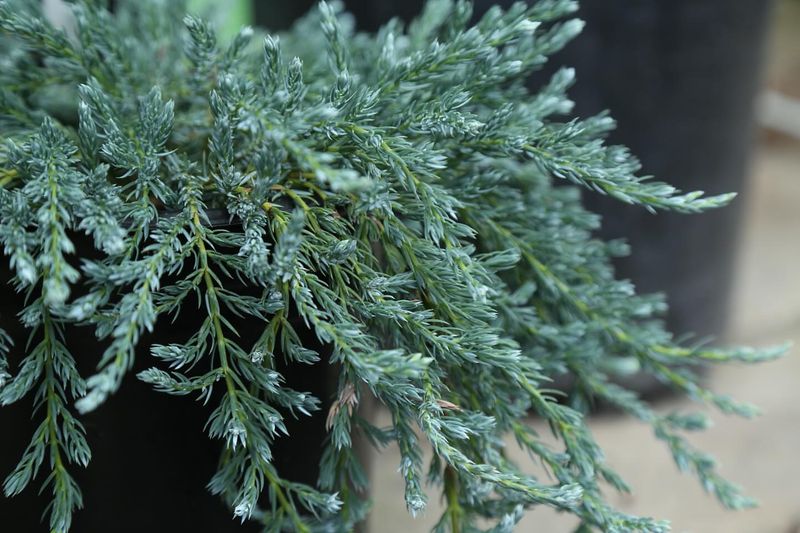 Montara Sagebrush