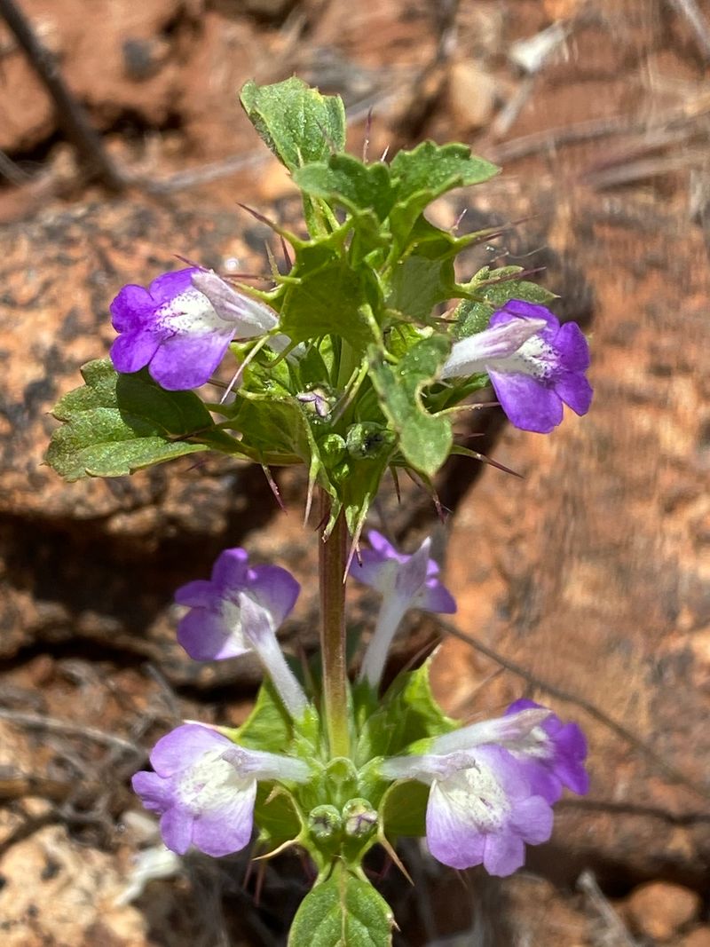 San Benito Thorn Mint