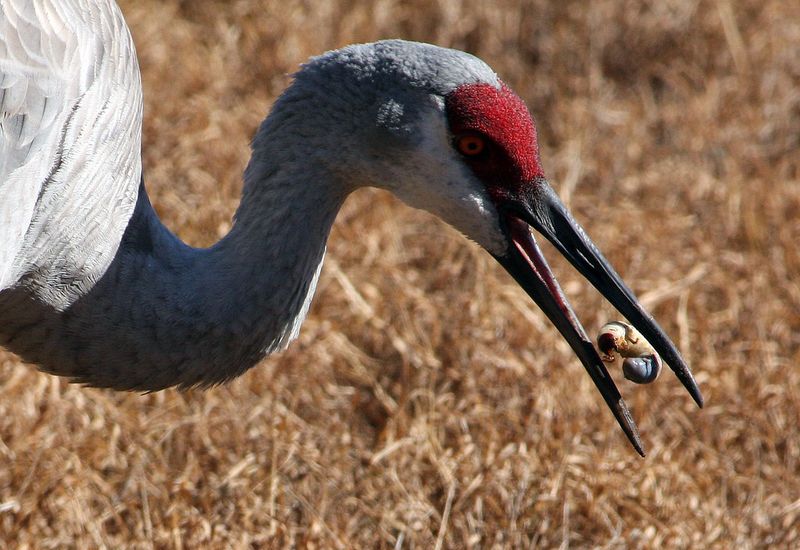 Your Yard Supports A Healthy Insect Ecosystem