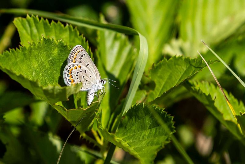 Habitat Loss Makes Each Bloom Season More Important