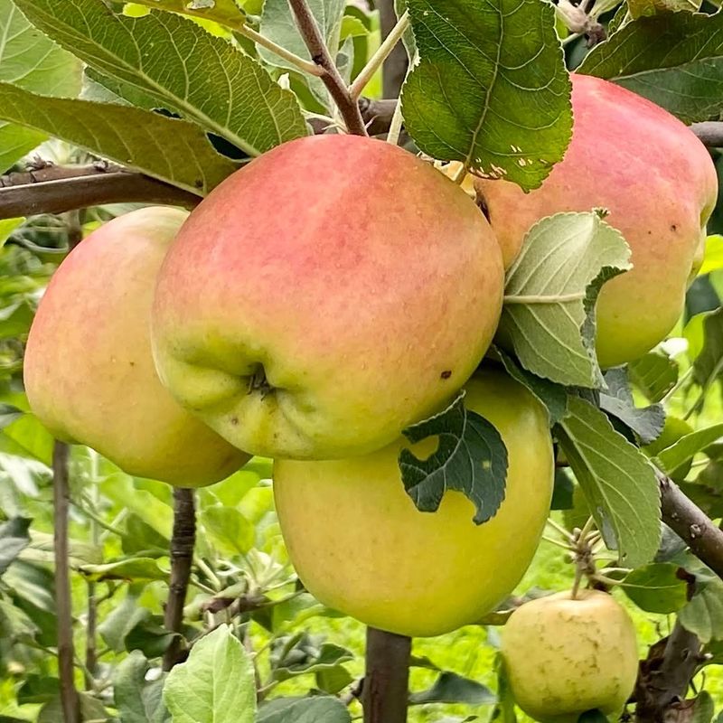 Many Apple Trees Need A Second Variety For Pollination