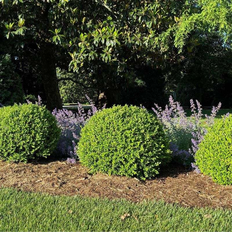 Resistant Varieties And Fungicides Help Control Spread