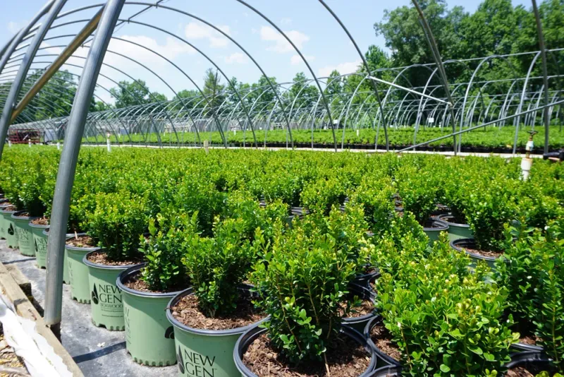 Quarantine New Boxwoods Before Planting