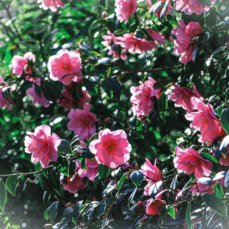 Hybrid Camellias (Camellia x williamsii)