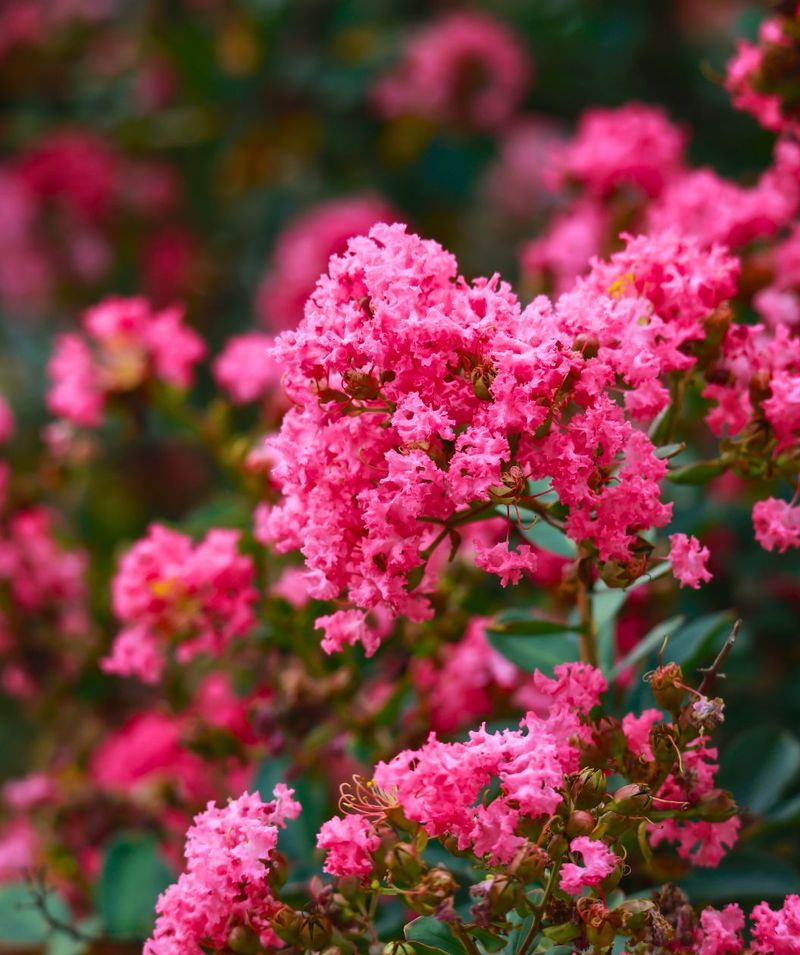 Crape Myrtle