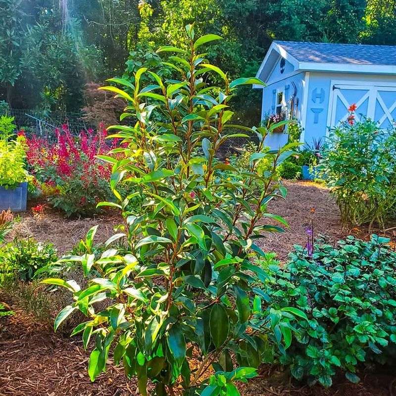 Plant Where Morning Sun Beats Afternoon Heat