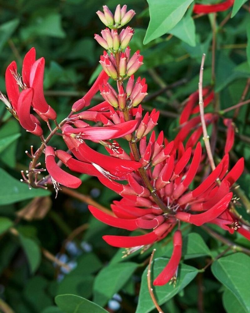 Coral Bean Showing Off Bold Red Spring Blooms