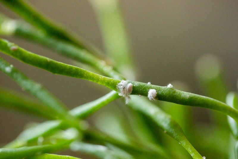 Mealybugs Hide In Leaf Joints And Protected Spots
