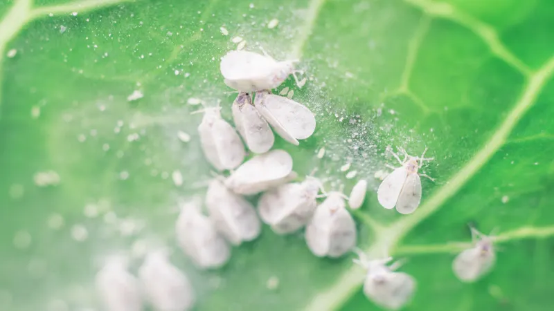 Whiteflies Are Common In Warmer Areas