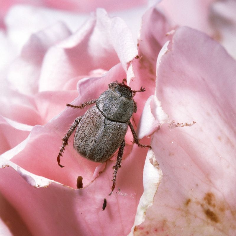 Hoplia Beetles Arrive Just As Garden Flowers Take Off