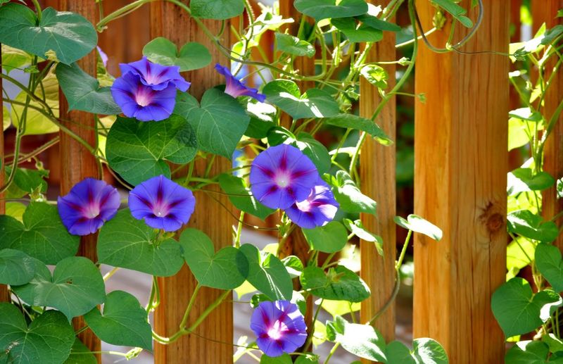 Morning Glory Covering Spaces With Quick Blooms