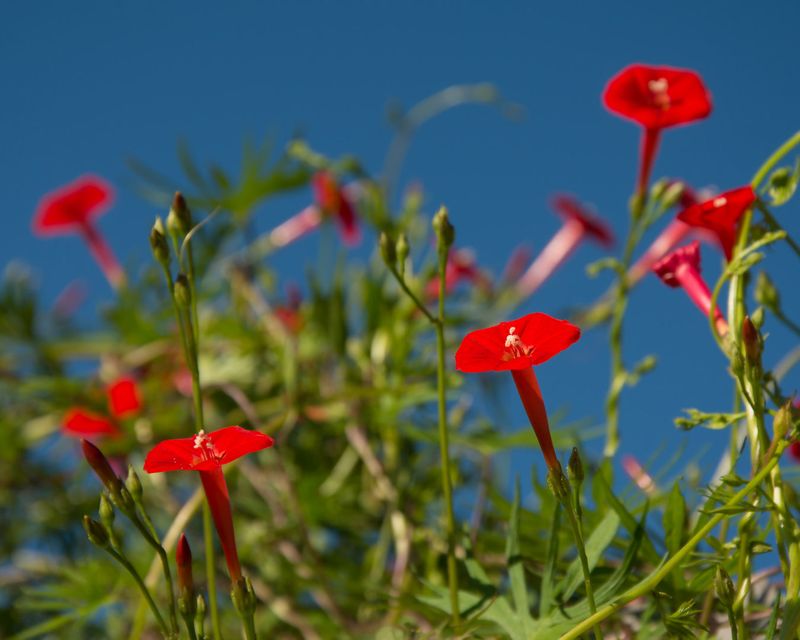 Cardinal Climber Covers Trellises With Red Blooms